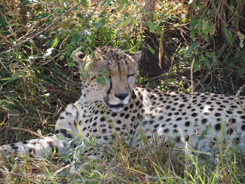 Travel tips nobody tells you before going on&nbsp;safari